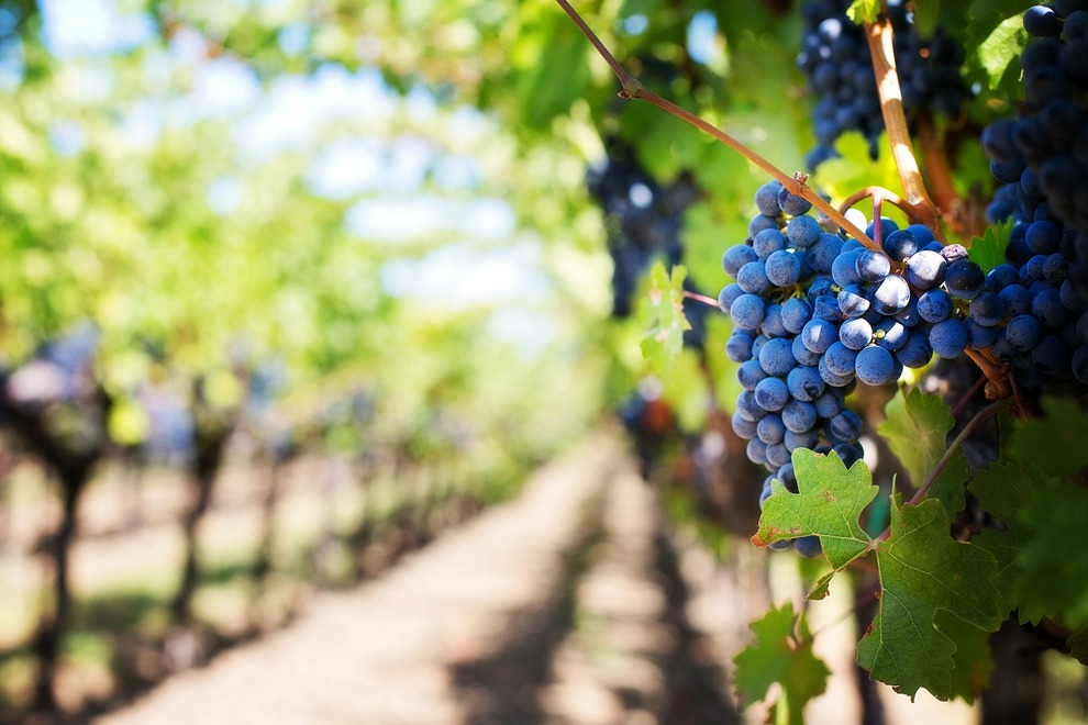 La Strada del Vino di Arezzo, un percorso tra paesaggi e proprietà di lusso