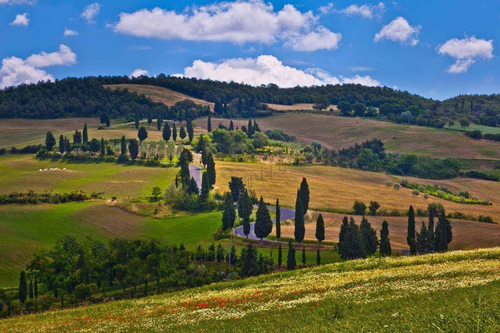 Hiking though olive groves, vineyards, and historic villas in the Hills of Pisa