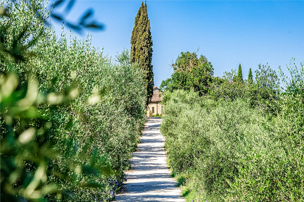 Tuscany, land of olive trees
