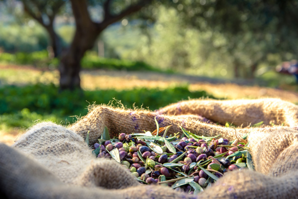 October: olive-picking season in your luxury property in Versilia